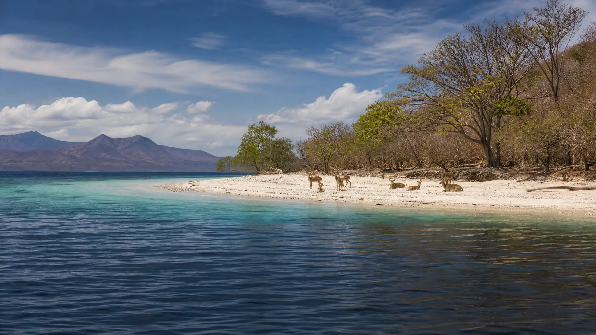 Explore clear waters and steep coral walls at this uninhabited island. Wild Javan deer roam the beaches within West Bali National Park.