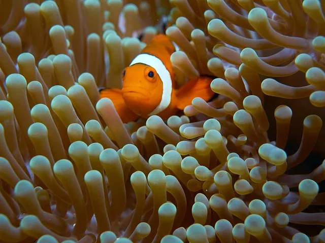 An orange and white clownfish hiding among the tentacles of a sea anemone.