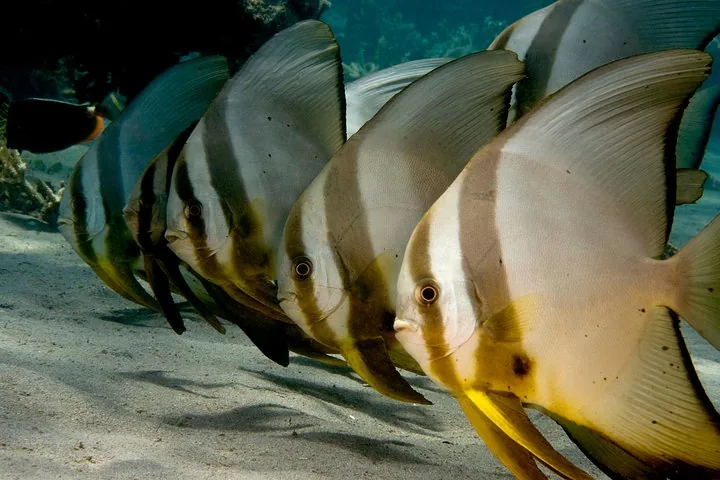 A school of longfin batfish swimming close together over a sandy seabed.