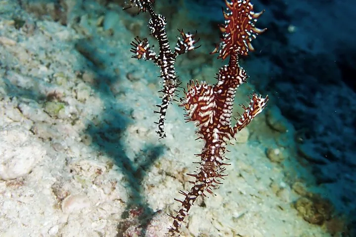 Two ornate ghost pipefish floating near a sandy seabed.
