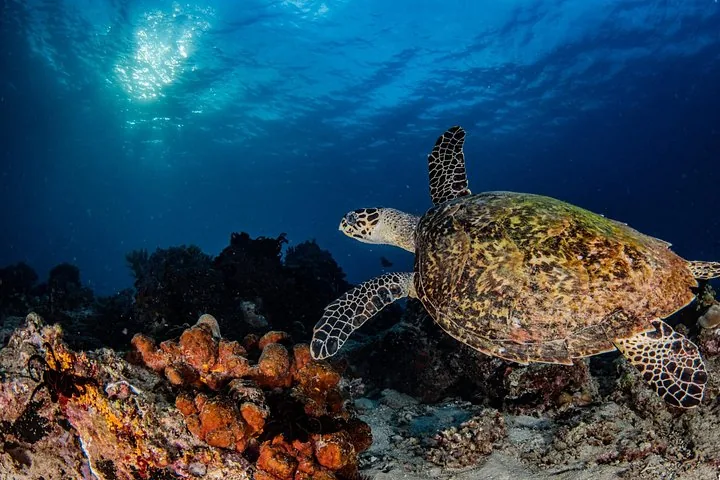 A sea turtle swimming above a rocky reef with sunlight streaming through the water.