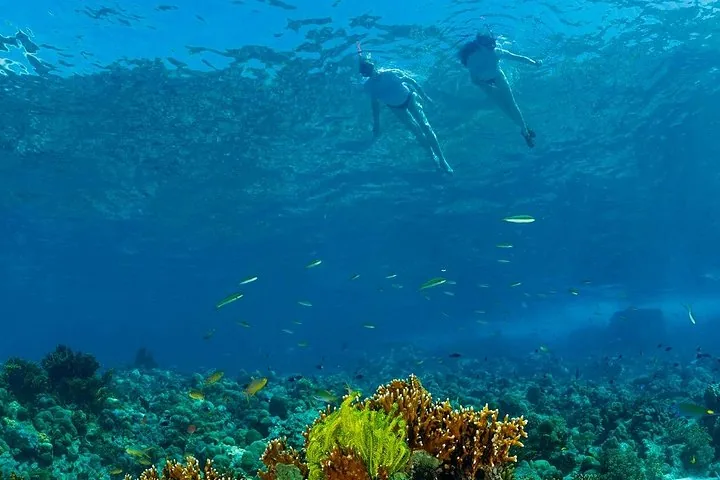 Two people snorkeling near the water's surface above a colorful coral reef.