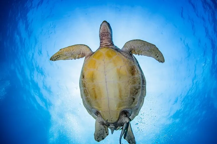 A sea turtle swimming upward toward the bright surface of the water.