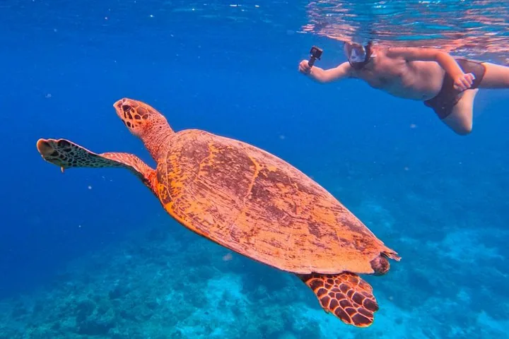 A person snorkeling and filming a sea turtle with an action camera underwater.