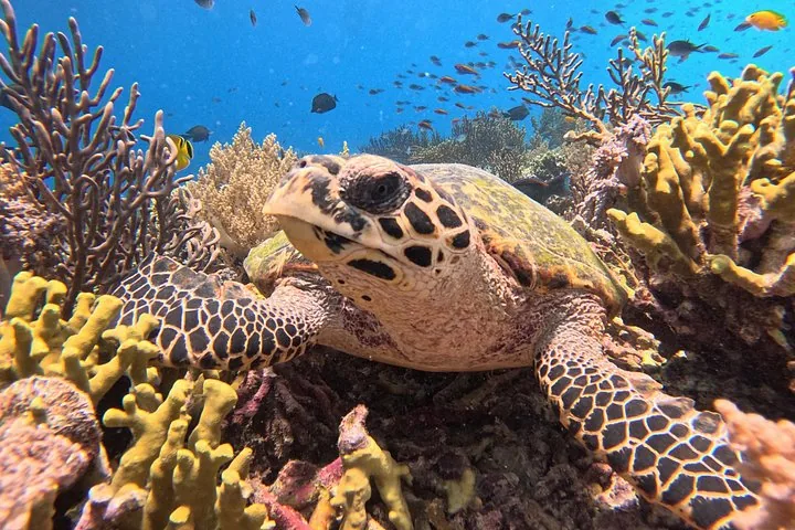 Close-up of a sea turtle resting on a colorful coral reef underwater.