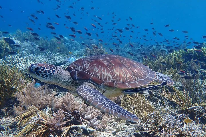 A sea turtle swimming over a vibrant coral reef surrounded by small fish.
